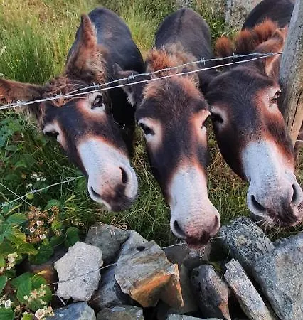 Blue Pearl Апартаменты *