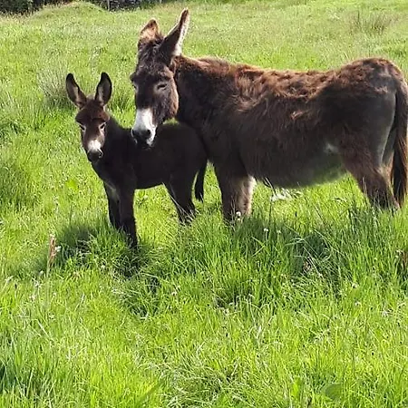 Апартаменты Blue Pearl *