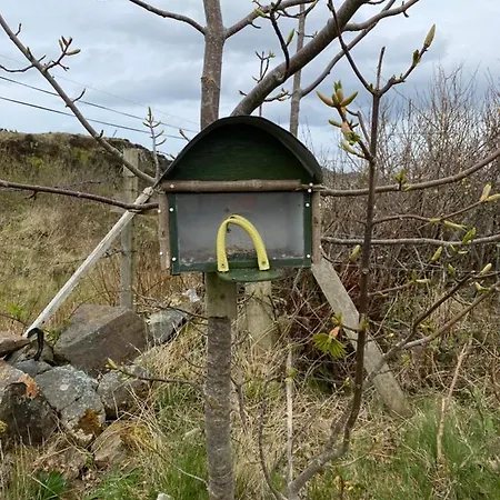 Blue Pearl * Downings