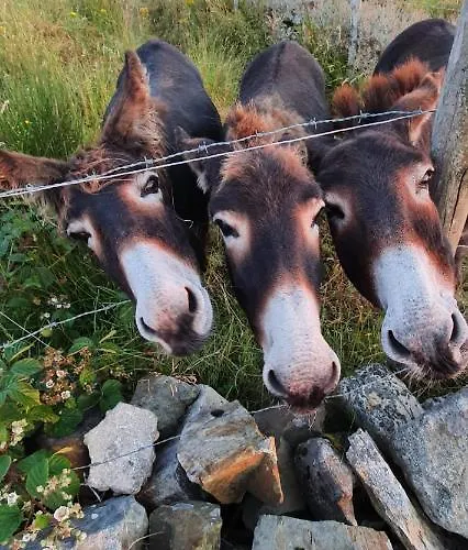 Blue Pearl Lejlighed *