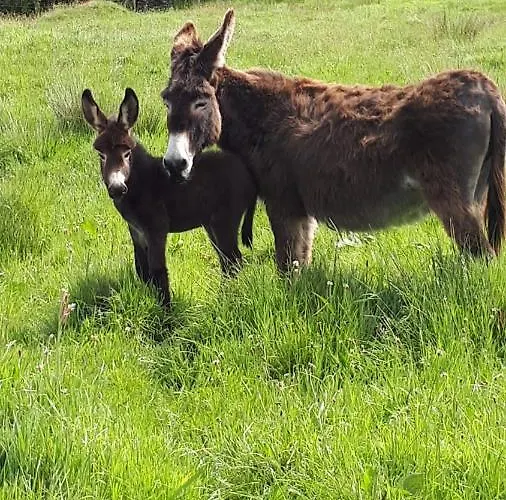 Lejlighed Blue Pearl *